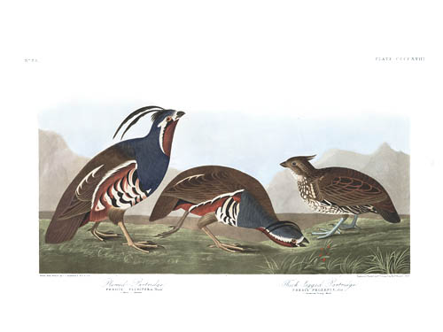 Mountain Quail & Crested Bobwite